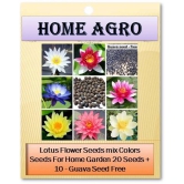 homeagro - Flower Seeds ( 20 )