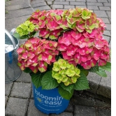 Hybrid Hydrangea Plant For Gardening