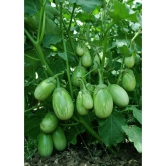 BRINJAL GREEN GOL Seed, F1 Hybrid (50 seeds)