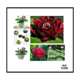 MIX COLOR LOTUS FLOWER 20 SEEDS PACK WITH USER MANUAL