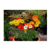 Poppy mix flower 100 seeds pack with free Free cocopeat and user manual for your garden