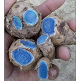 Black Turmeric