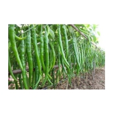 CLASSIC GREEN EARTH - Chilli Vegetable ( 50 Seeds )