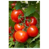 Hybrid Indian Tomato | Tamatar 50 Seeds Pack