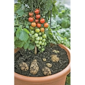 homeagro - Tomato Vegetable ( 100 Seeds )