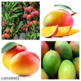 Gulab Khas Mango Plant (Grafted)