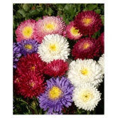 Aster Mix Flower Best Quality Seeds - Pack of 20 seeds