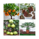 Azalea Gardens Bonsai 20 Fruit Seeds Combo (Orange, Guava, Grapes & Papaya) + Instruction Manual