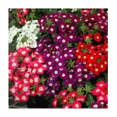 Verbena mix variety flower 30 seeds pack with free Free cocopeat and user manual for your garden