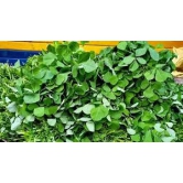 Fenugreek