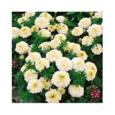 Bijilee F-2 Vanilla White - Flower Seeds Pack Of 30 Seeds