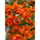 Orange Tanglong Grafted Bougainvillea flower plant