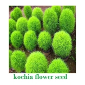 Kochia Green Grass Ball Flower Hybrid (20 -Seeds ) For Home Gardening Planting