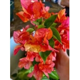 Adarna Bougainvillea Top Rare (grafted)