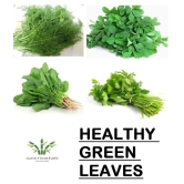 COMO OF HEALTHY GREEN LEAVES SPINACH DILL FENUGREEK CORIANDER SOYA METHI PALAK DHANIYA 500 + SEEDS