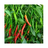 F1 Hybrid Chilli Mirchi Vegetable Seeds For Kitchen | Pack Of 20