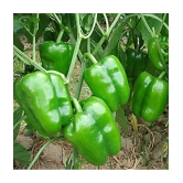 Green capsicum hybrid vegetable seeds (50 seeds)