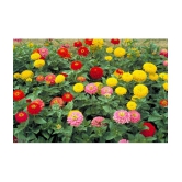 homeagro - Zinnia Mixed Flower ( 20 Seeds )