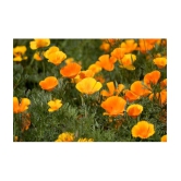 Poppy california flower 50 seeds pack with free cocopeat and user manual