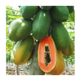 CLASSIC GREEN EARTH - Papaya Fruit ( 70 Seeds )