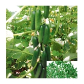 cucumber Vegetable F1 hybrid seed ( pack of 50 seeds)