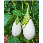 d4 brand brinjal white vegetavle hybrid seeds