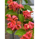 Orange Tanglong Grafted Bougainvillea flower plant