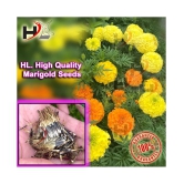 HL-COMBO-Sunflower, Dhalia, Aster, Marigold and FREE Lotus Seeds