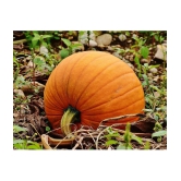 BIG MAX PUMPKIN - ORGANIC - HEIRLOOM VEGETABLE - 10 SEEDS