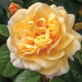 Hybrid Yellow Rose Flower  Plant