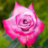 Hybrid Rose  Grafted Plant For Gardening