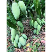 Dasheri Mango Fruit  Plant (Grafted)