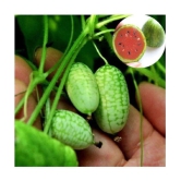 Cucamelon Seeds Mini Watermelon Fruit Home Yard Garden Plant 10 seeds