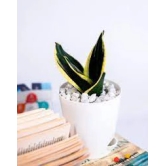 NSC Snake Plant Haiti