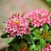 Chinese Ixora Flower Plant (Pink)