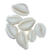 Aksaya Marketing Marble White Kodi Shell - Pack of 7