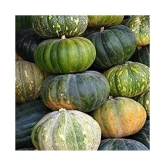 Seeds Point Vegetable Seeds: Pumpkin Seeds - [Safed Kaddu,Kumbalanga] Seeds - 15 Nos