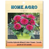 homeagro - Dahlia Mixed Flower ( 25 Seeds )