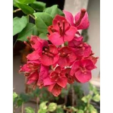 Peacock red bougainvillea flowers plant