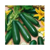 Summer Squash/ Chappan Kadu Organic Vegetable Seeds- 10 Seeds