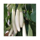 brinjal seeds The plant can be grown in a container as well as in the ground.