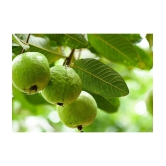 CLASSIC GREEN EARTH - Guava Fruit ( 50 Seeds )