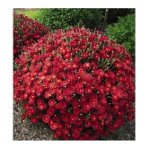 homeagro - Chrysanthemum Flower ( 50 Seeds )