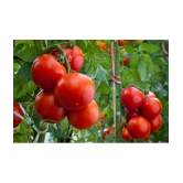 homeagro - Tomato Vegetable ( 100 Seeds )