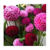 homeagro - Dahlia Mixed Flower ( 25 Seeds )