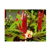 Red Okra Bhindi (Ladys Finger) pack of 15 seeds