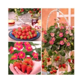 Gardens Giant Strawberry Rubygem Dense - Fruit 20 Seeds