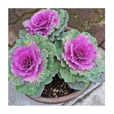 flowering kale pack of 30 seeds