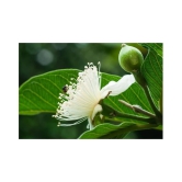 Golden Hills Farm Dwarf Sweet White Guava/Psidium guajava Fast Growing 50 seeds