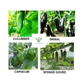 Brinjal+ Sponge Gourd+ Copsicum +Cucumber 200 seeds with cocopeat